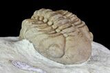 Bargain, Lochovella (Reedops) Trilobite - Oklahoma #68615-1